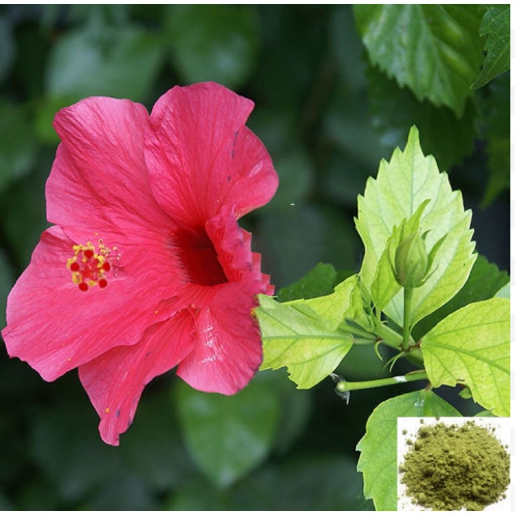 Semparuthi ilai / Hibiscus Leaf Powder