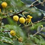 Karuvelam Pattai / Mesquite Bark Powder