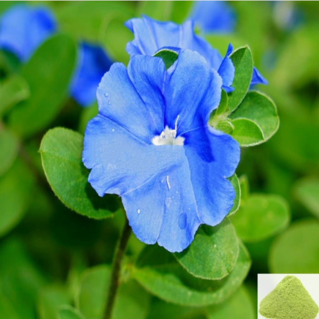 Vishnu Kiranthi / Slender Dwarf Morning Glory Powder